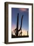 Giant saguaro cactus (Carnegiea gigantea), at dawn in the Sweetwater Preserve, Tucson, Arizona, Uni-Michael Nolan-Framed Photographic Print