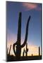 Giant saguaro cactus (Carnegiea gigantea), at dawn in the Sweetwater Preserve, Tucson, Arizona, Uni-Michael Nolan-Mounted Photographic Print