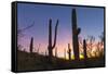 Giant saguaro cactus (Carnegiea gigantea) at dawn in the Sweetwater Preserve, Tucson, Arizona, Unit-Michael Nolan-Framed Stretched Canvas