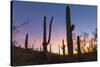 Giant saguaro cactus (Carnegiea gigantea) at dawn in the Sweetwater Preserve, Tucson, Arizona, Unit-Michael Nolan-Stretched Canvas