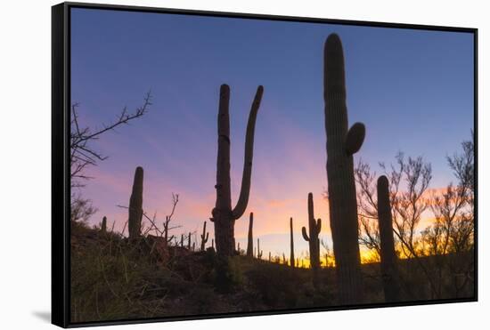 Giant saguaro cactus (Carnegiea gigantea) at dawn in the Sweetwater Preserve, Tucson, Arizona, Unit-Michael Nolan-Framed Stretched Canvas