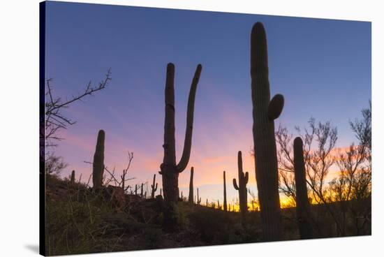 Giant saguaro cactus (Carnegiea gigantea) at dawn in the Sweetwater Preserve, Tucson, Arizona, Unit-Michael Nolan-Stretched Canvas
