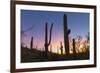 Giant saguaro cactus (Carnegiea gigantea) at dawn in the Sweetwater Preserve, Tucson, Arizona, Unit-Michael Nolan-Framed Photographic Print