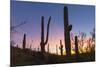 Giant saguaro cactus (Carnegiea gigantea) at dawn in the Sweetwater Preserve, Tucson, Arizona, Unit-Michael Nolan-Mounted Photographic Print