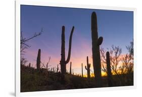 Giant saguaro cactus (Carnegiea gigantea) at dawn in the Sweetwater Preserve, Tucson, Arizona, Unit-Michael Nolan-Framed Photographic Print