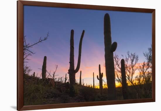 Giant saguaro cactus (Carnegiea gigantea) at dawn in the Sweetwater Preserve, Tucson, Arizona, Unit-Michael Nolan-Framed Photographic Print