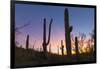 Giant saguaro cactus (Carnegiea gigantea) at dawn in the Sweetwater Preserve, Tucson, Arizona, Unit-Michael Nolan-Framed Photographic Print