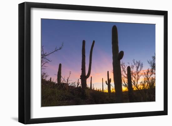 Giant saguaro cactus (Carnegiea gigantea) at dawn in the Sweetwater Preserve, Tucson, Arizona, Unit-Michael Nolan-Framed Photographic Print