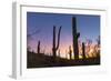 Giant saguaro cactus (Carnegiea gigantea) at dawn in the Sweetwater Preserve, Tucson, Arizona, Unit-Michael Nolan-Framed Photographic Print