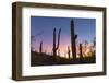 Giant saguaro cactus (Carnegiea gigantea) at dawn in the Sweetwater Preserve, Tucson, Arizona, Unit-Michael Nolan-Framed Photographic Print