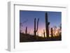 Giant saguaro cactus (Carnegiea gigantea) at dawn in the Sweetwater Preserve, Tucson, Arizona, Unit-Michael Nolan-Framed Photographic Print