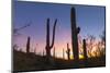 Giant saguaro cactus (Carnegiea gigantea) at dawn in the Sweetwater Preserve, Tucson, Arizona, Unit-Michael Nolan-Mounted Photographic Print