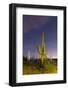 Giant saguaro cactus (Carnegiea gigantea) at night in the Sweetwater Preserve, Tucson, Arizona, Uni-Michael Nolan-Framed Photographic Print