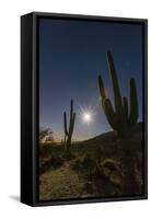 Giant Saguaro Cactus (Carnegiea Gigantea), Tucson, Arizona-Michael Nolan-Framed Stretched Canvas