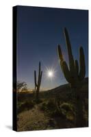 Giant Saguaro Cactus (Carnegiea Gigantea), Tucson, Arizona-Michael Nolan-Stretched Canvas