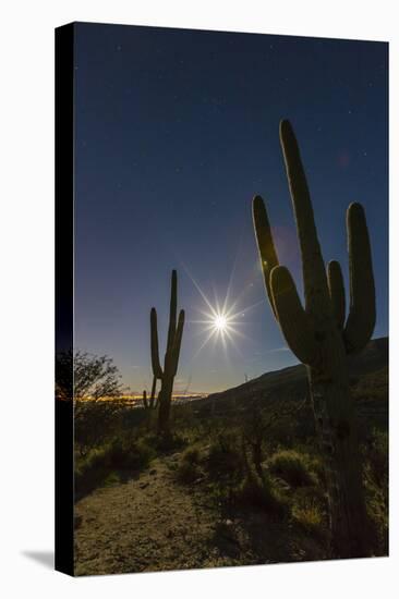 Giant Saguaro Cactus (Carnegiea Gigantea), Tucson, Arizona-Michael Nolan-Stretched Canvas