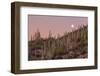 Giant Saguaro Cactus (Carnegiea Gigantea), Tucson, Arizona-Michael Nolan-Framed Photographic Print