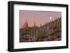 Giant Saguaro Cactus (Carnegiea Gigantea), Tucson, Arizona-Michael Nolan-Framed Photographic Print