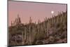 Giant Saguaro Cactus (Carnegiea Gigantea), Tucson, Arizona-Michael Nolan-Mounted Photographic Print