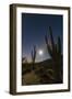 Giant Saguaro Cactus (Carnegiea Gigantea), Tucson, Arizona-Michael Nolan-Framed Photographic Print