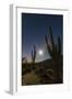 Giant Saguaro Cactus (Carnegiea Gigantea), Tucson, Arizona-Michael Nolan-Framed Photographic Print