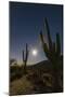 Giant Saguaro Cactus (Carnegiea Gigantea), Tucson, Arizona-Michael Nolan-Mounted Photographic Print