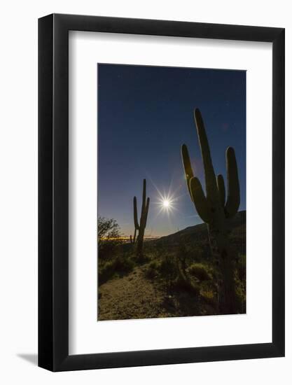 Giant Saguaro Cactus (Carnegiea Gigantea), Tucson, Arizona-Michael Nolan-Framed Photographic Print