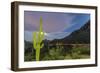 Giant saguaro cactus under full moon at Gates Pass in the Tucson Mountains, Tucson, Arizona, USA-Michael Nolan-Framed Photographic Print