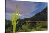 Giant saguaro cactus under full moon at Gates Pass in the Tucson Mountains, Tucson, Arizona, USA-Michael Nolan-Stretched Canvas