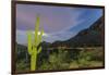 Giant saguaro cactus under full moon at Gates Pass in the Tucson Mountains, Tucson, Arizona, USA-Michael Nolan-Framed Photographic Print