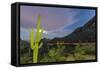 Giant saguaro cactus under full moon at Gates Pass in the Tucson Mountains, Tucson, Arizona, USA-Michael Nolan-Framed Stretched Canvas