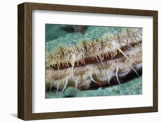 Giant Scallop (Pecten Maximus) Close Up Detail-Sue Daly-Framed Photographic Print