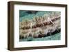 Giant Scallop (Pecten Maximus) Close Up Detail-Sue Daly-Framed Photographic Print