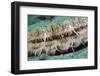 Giant Scallop (Pecten Maximus) Close Up Detail-Sue Daly-Framed Photographic Print