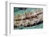 Giant Scallop (Pecten Maximus) Close Up Detail-Sue Daly-Framed Photographic Print