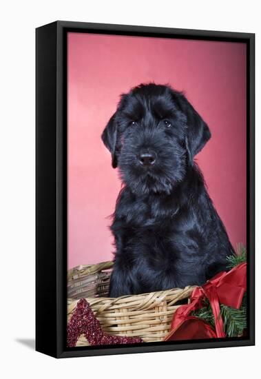 Giant Schnauzer in Christmas Basket-null-Framed Stretched Canvas