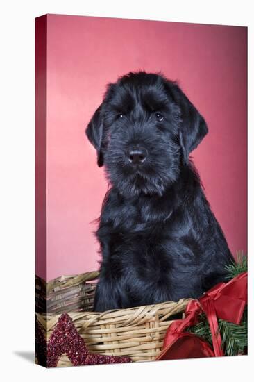 Giant Schnauzer in Christmas Basket-null-Stretched Canvas