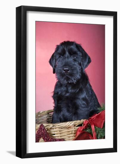 Giant Schnauzer in Christmas Basket-null-Framed Photographic Print