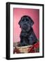 Giant Schnauzer in Christmas Basket-null-Framed Photographic Print