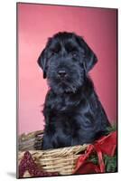 Giant Schnauzer in Christmas Basket-null-Mounted Photographic Print