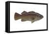 Giant Sea Bass (Stereolepsis Gigas), Fishes-Encyclopaedia Britannica-Framed Stretched Canvas