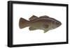 Giant Sea Bass (Stereolepsis Gigas), Fishes-Encyclopaedia Britannica-Framed Poster