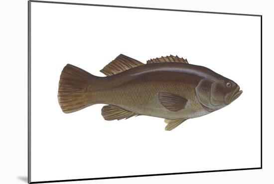 Giant Sea Bass (Stereolepsis Gigas), Fishes-Encyclopaedia Britannica-Mounted Poster