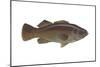 Giant Sea Bass (Stereolepsis Gigas), Fishes-Encyclopaedia Britannica-Mounted Poster