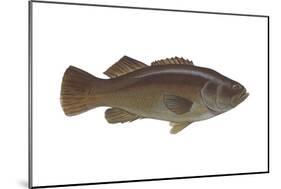 Giant Sea Bass (Stereolepsis Gigas), Fishes-Encyclopaedia Britannica-Mounted Poster