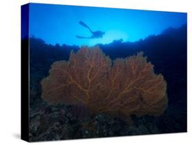 Giant Sea Fan and Diver in Palau-Eric Peter Black-Stretched Canvas