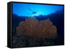Giant Sea Fan and Diver in Palau-Eric Peter Black-Framed Stretched Canvas
