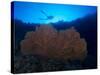 Giant Sea Fan and Diver in Palau-Eric Peter Black-Stretched Canvas