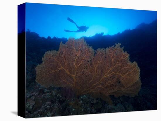 Giant Sea Fan and Diver in Palau-Eric Peter Black-Stretched Canvas