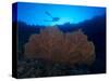 Giant Sea Fan and Diver in Palau-Eric Peter Black-Stretched Canvas